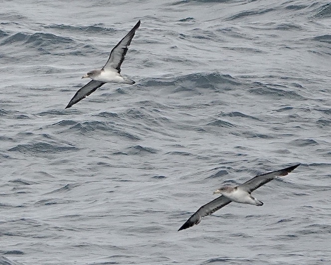 Cory's shearwater